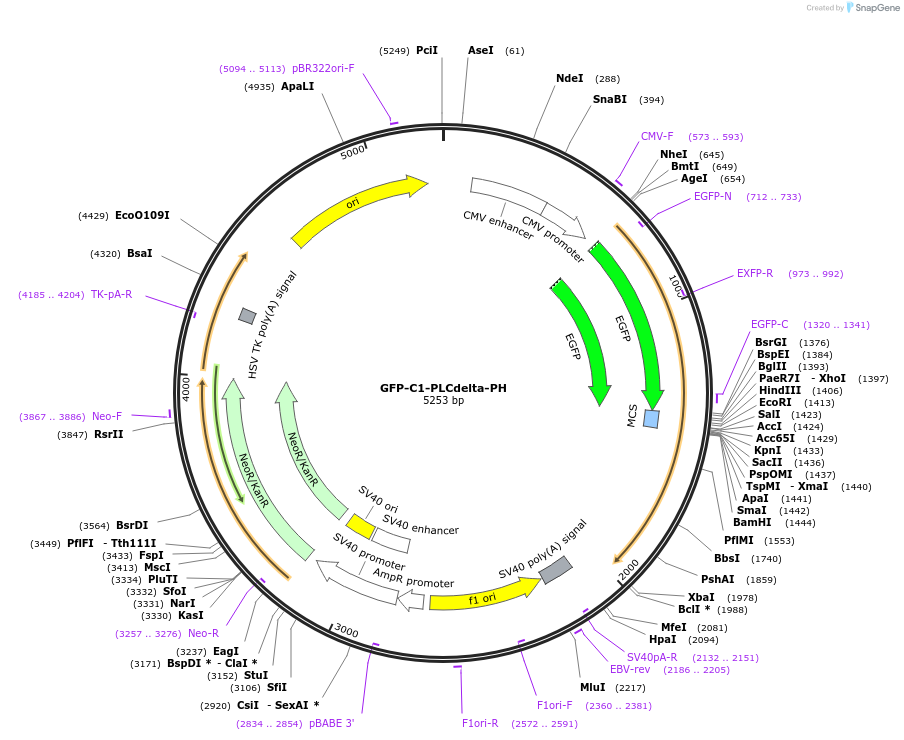 21179-plasmid-map-sequence-id-212104
