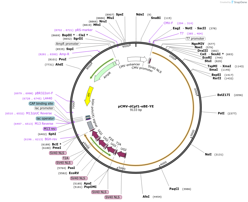107689-plasmid-map-sequence-id-212121