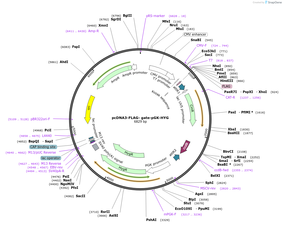 107397-plasmid-map-sequence-id-212122