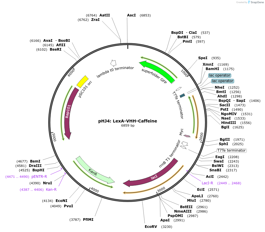 108242-plasmid-map-sequence-id-212131