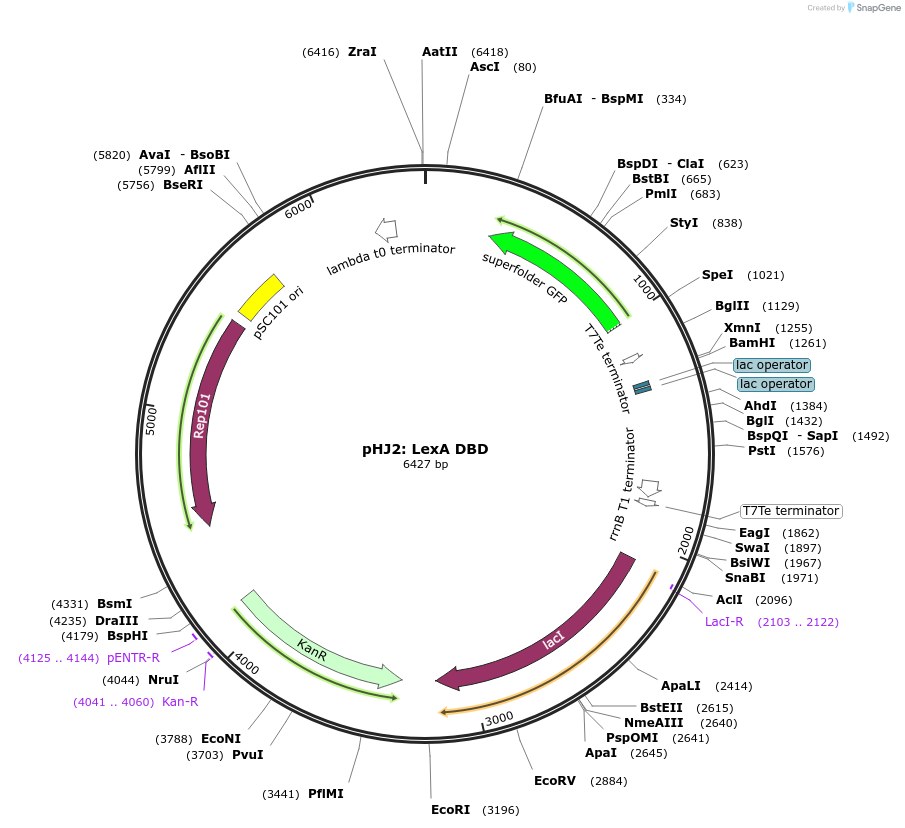 108240-plasmid-map-sequence-id-212133