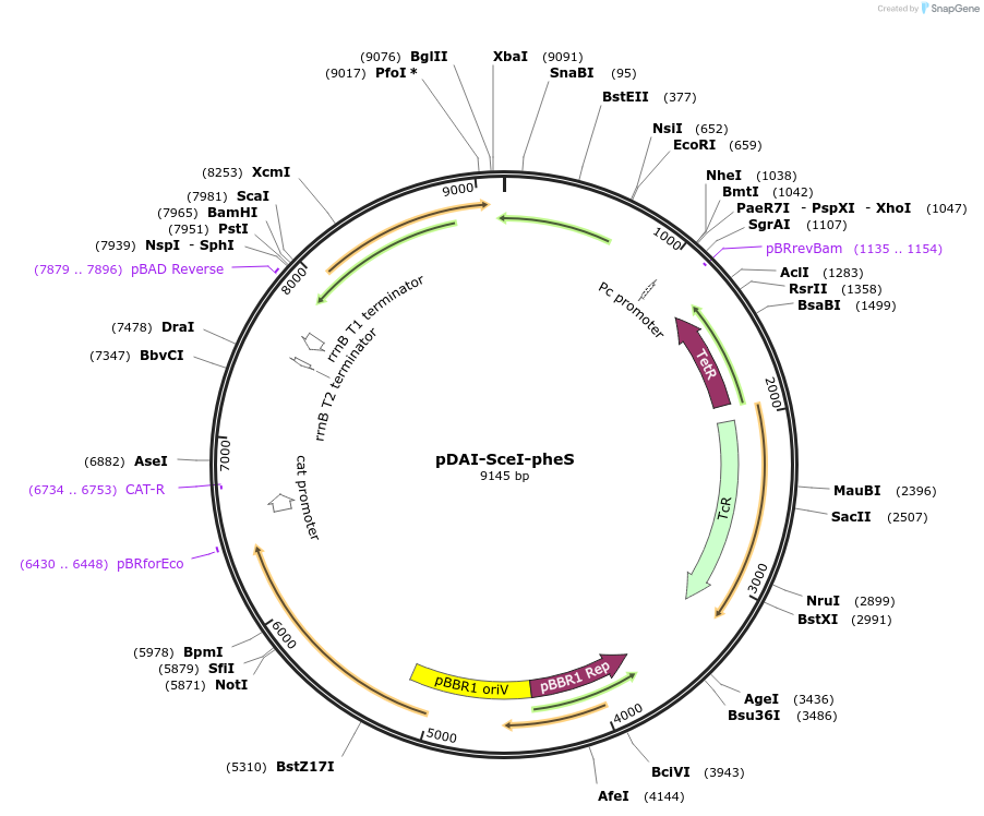 111611-plasmid-map-sequence-id-212135