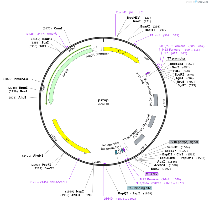 109066-plasmid-map-sequence-id-212155