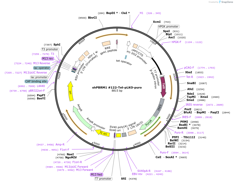 107401-plasmid-map-sequence-id-212157