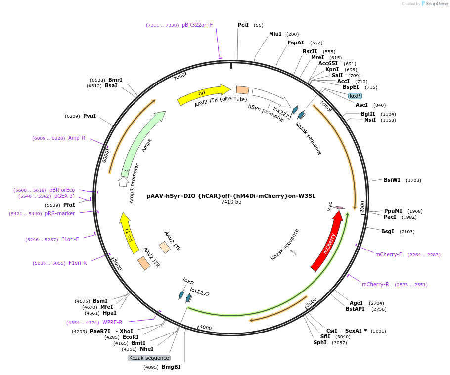 111397-plasmid-map-sequence-id-212158