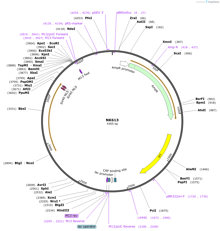 109091-plasmid-map-sequence-id-212162