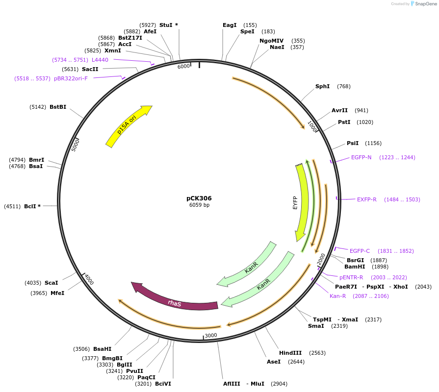 110544-plasmid-map-sequence-id-212164
