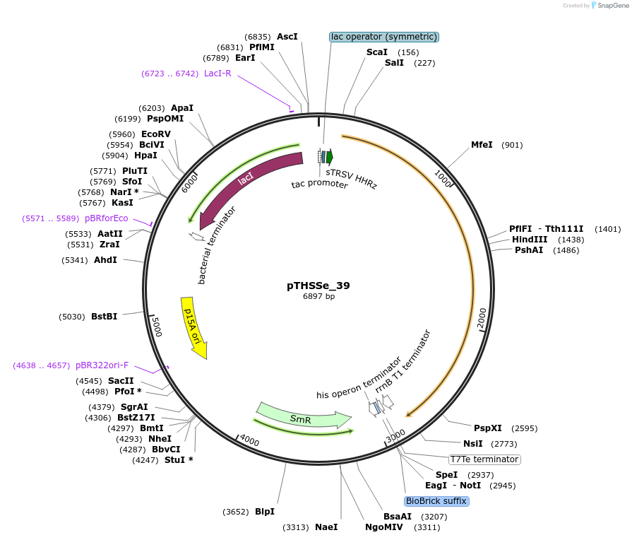 109238-plasmid-map-sequence-id-212167