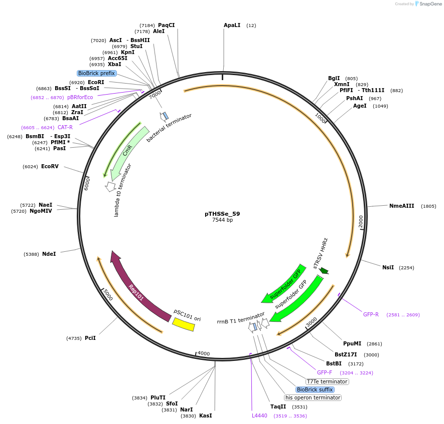 109253-plasmid-map-sequence-id-212168