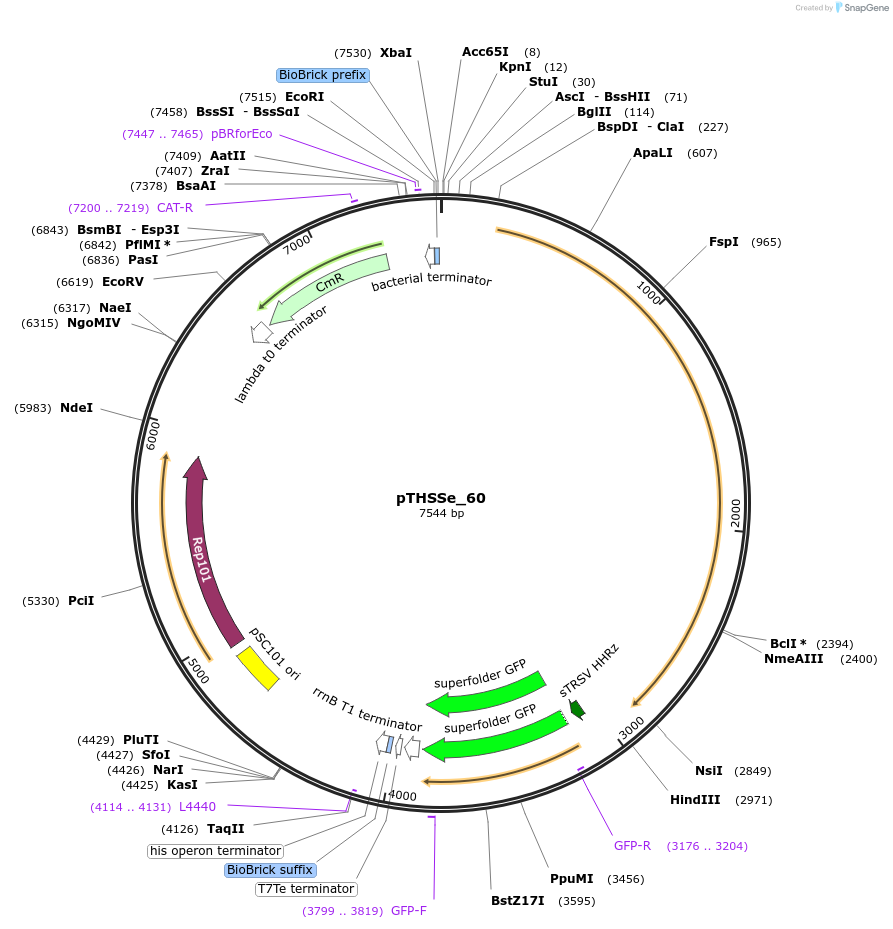 109254-plasmid-map-sequence-id-212169
