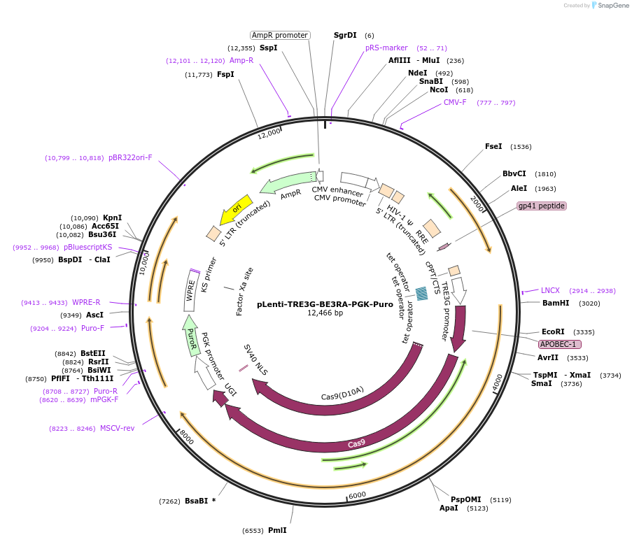 110846-plasmid-map-sequence-id-212170