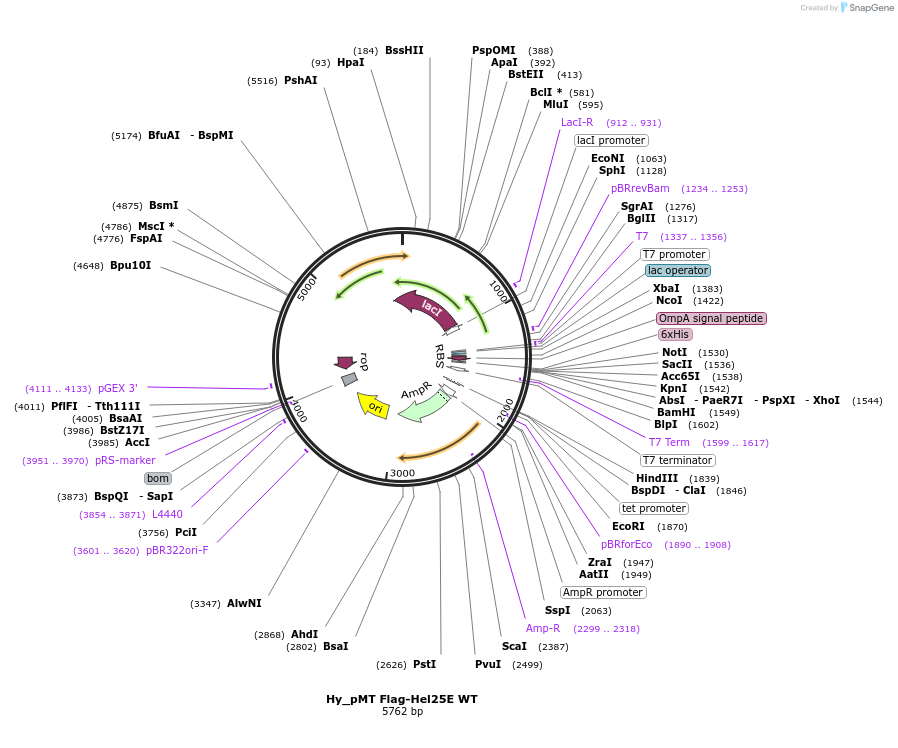 110123-plasmid-map-sequence-id-212172