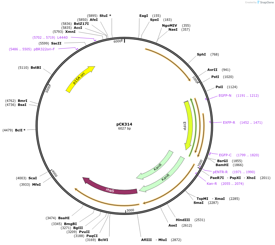 110545-plasmid-map-sequence-id-212174