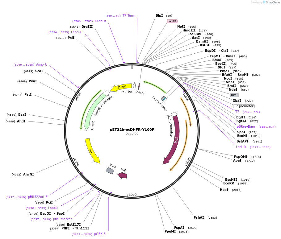 110826-plasmid-map-sequence-id-212209