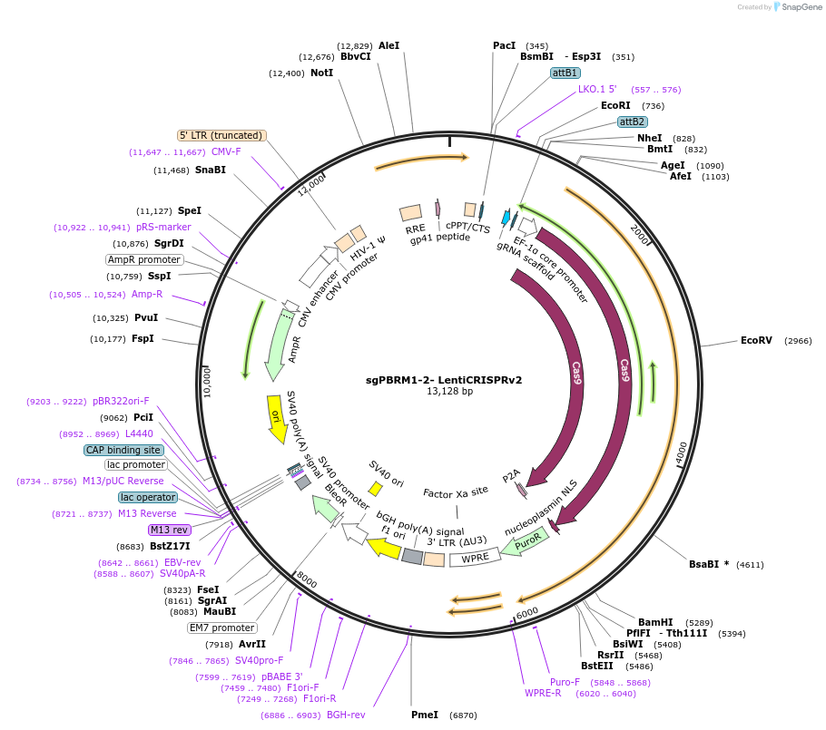 107404-plasmid-map-sequence-id-212211