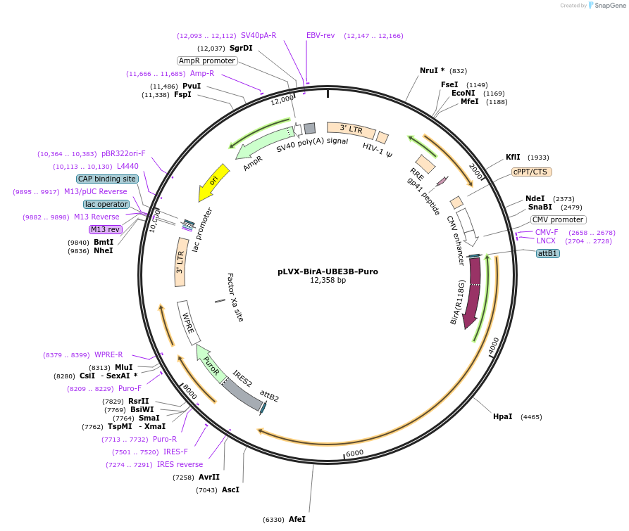 107351-plasmid-map-sequence-id-212213