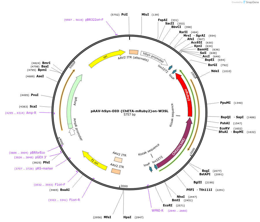 111389-plasmid-map-sequence-id-212217