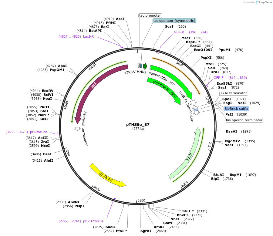 109237-plasmid-map-sequence-id-212218