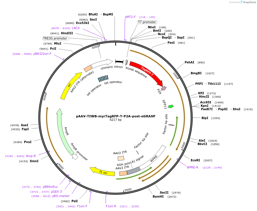 111590-plasmid-map-sequence-id-212219