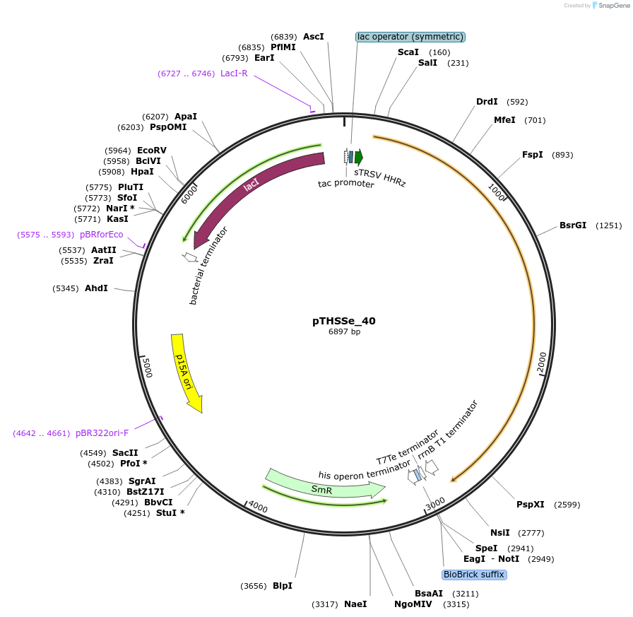 109239-plasmid-map-sequence-id-212221