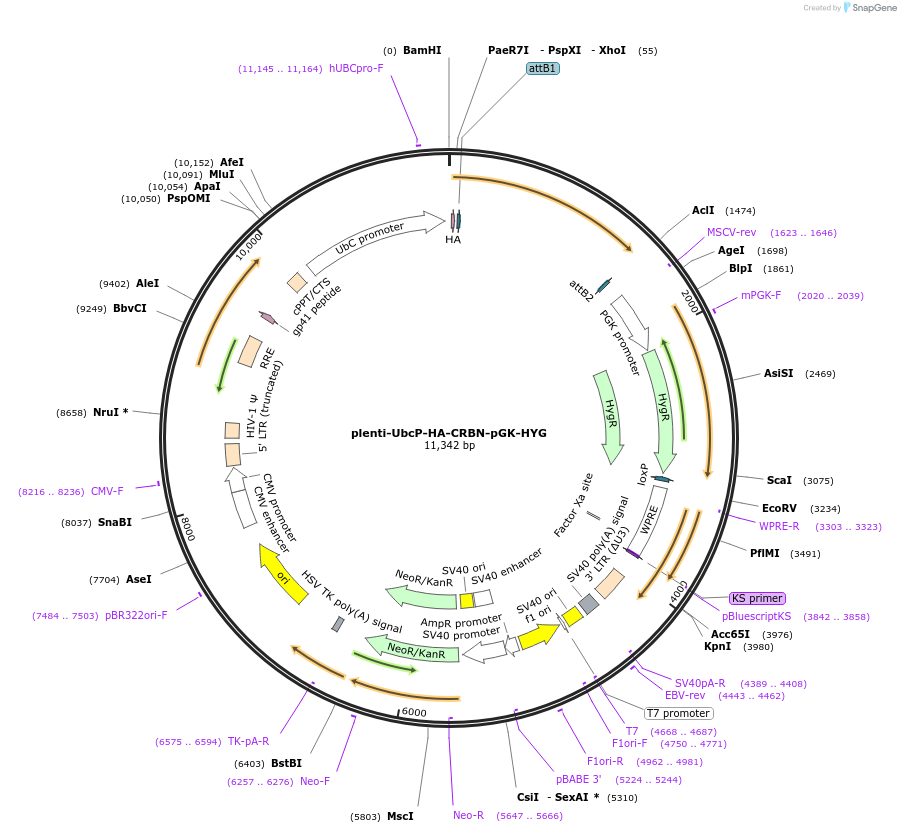107378-plasmid-map-sequence-id-212225