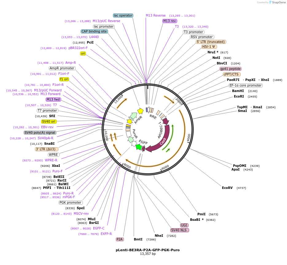 110868-plasmid-map-sequence-id-212226