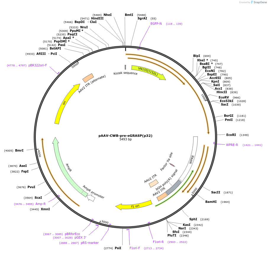 111598-plasmid-map-sequence-id-212227