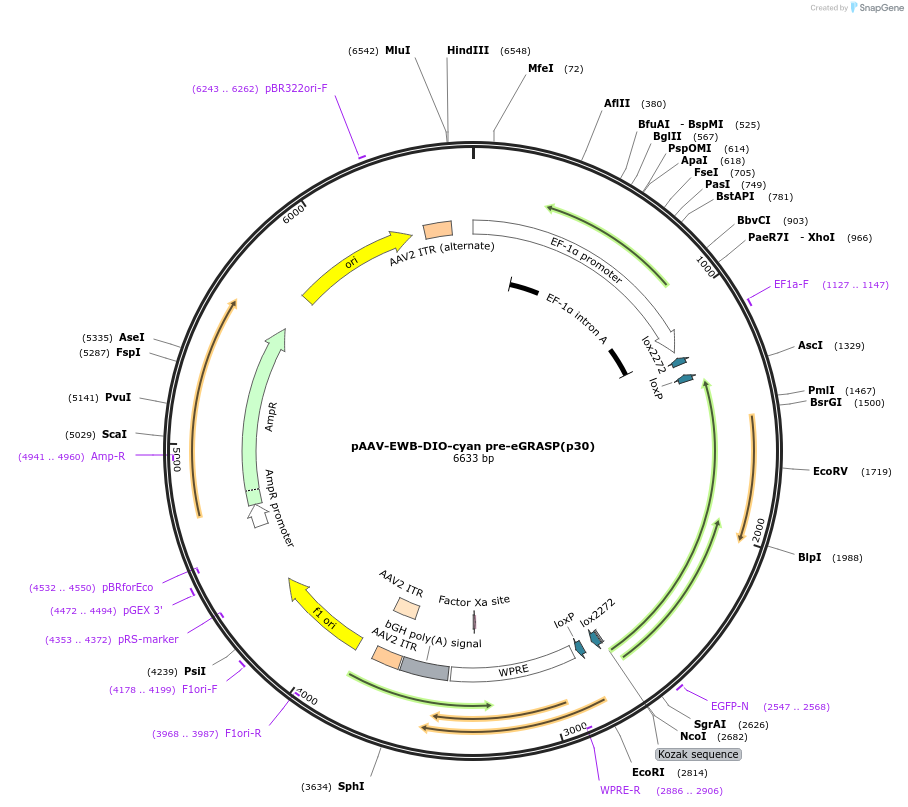 111583-plasmid-map-sequence-id-212231