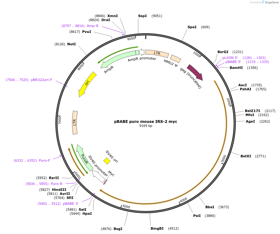 11373-plasmid-map-sequence-id-212236