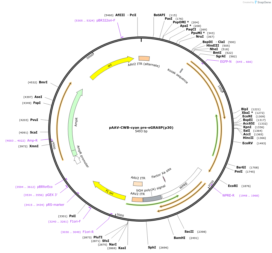 111586-plasmid-map-sequence-id-212237