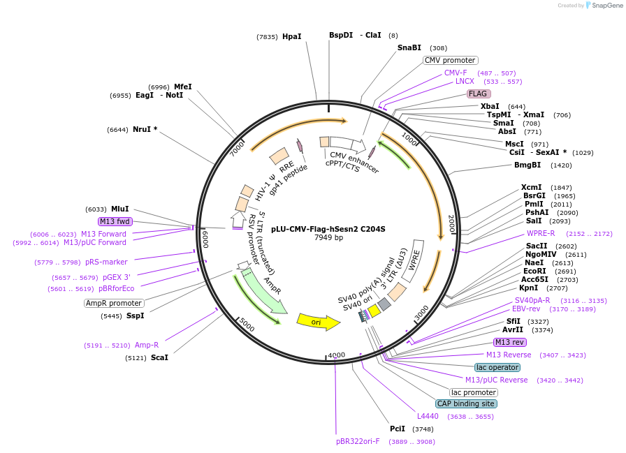 111782-plasmid-map-sequence-id-212239