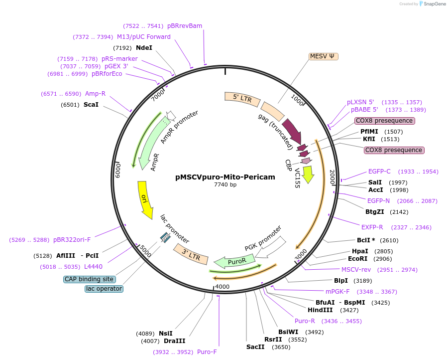 87381-plasmid-map-sequence-id-212242