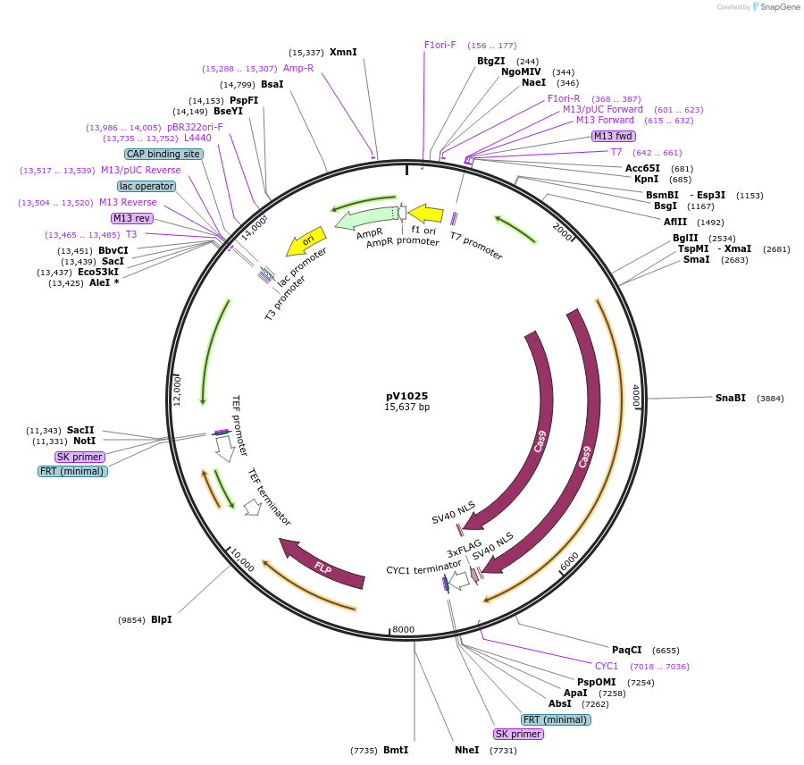 111424-plasmid-map-sequence-id-212243