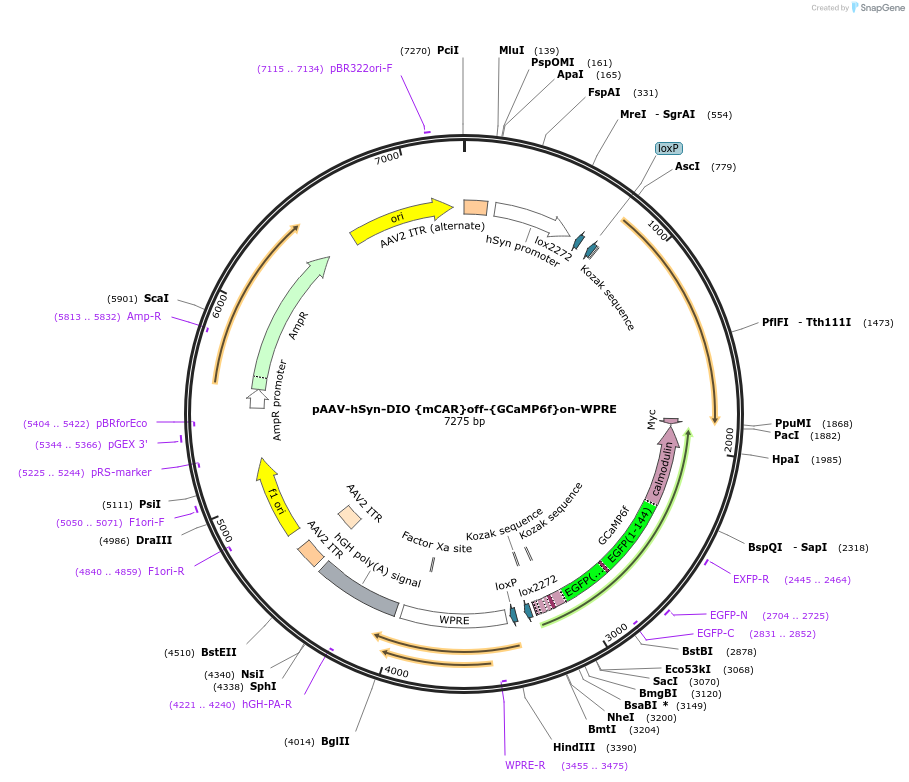111393-plasmid-map-sequence-id-212244