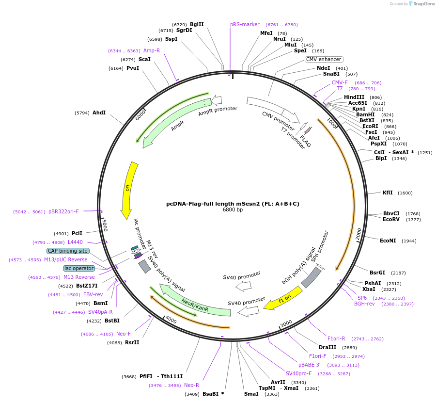 111796-plasmid-map-sequence-id-212251