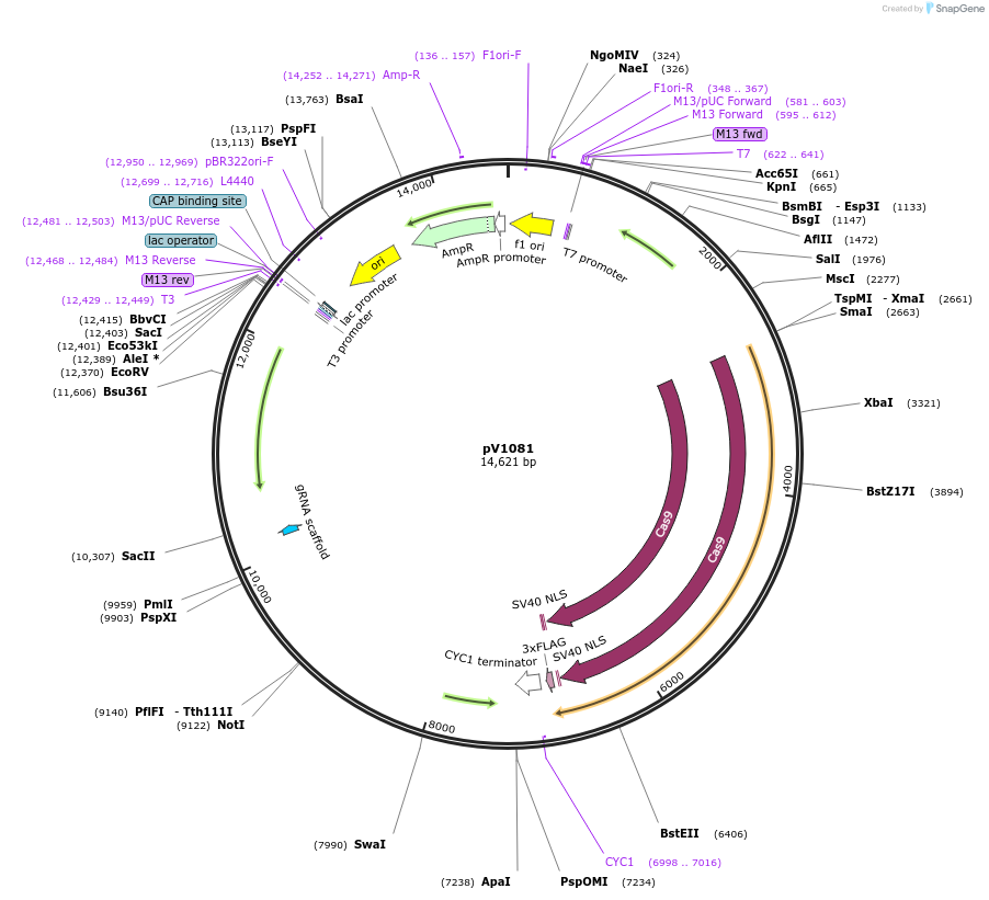 111425-plasmid-map-sequence-id-212268