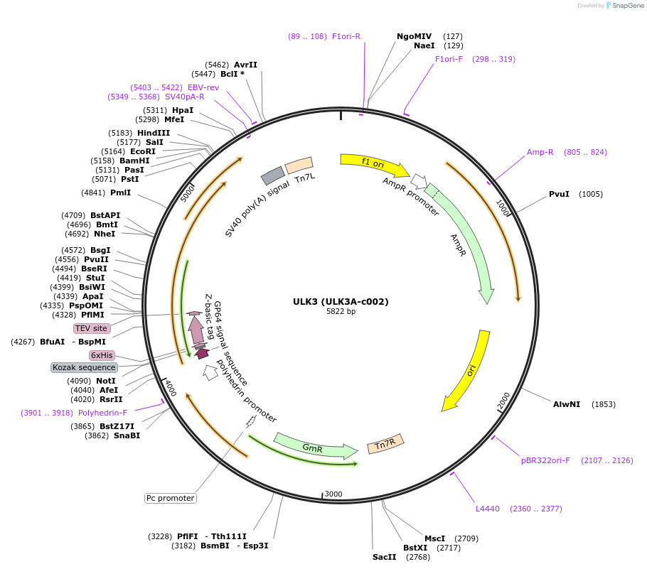 110272-plasmid-map-sequence-id-212272