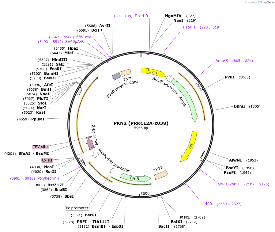 110265-plasmid-map-sequence-id-212273