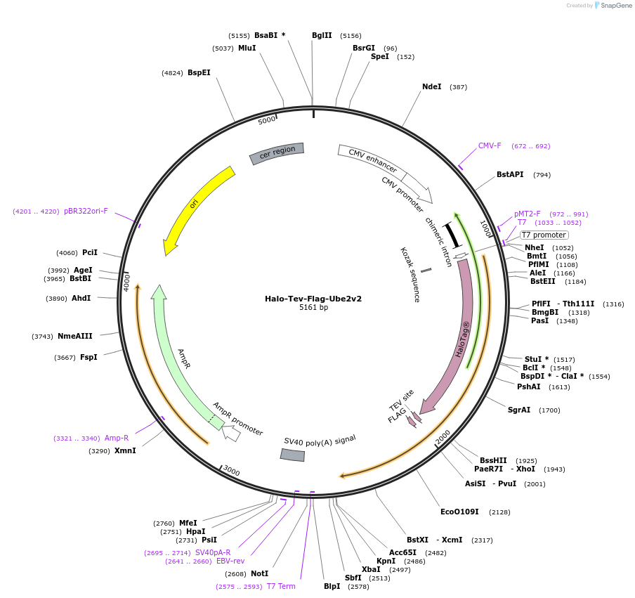 110070-plasmid-map-sequence-id-212274