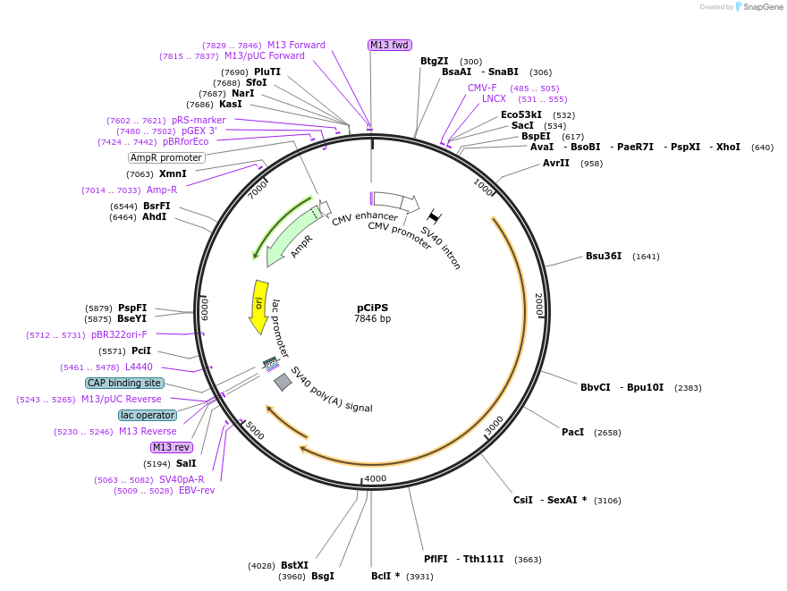 60011-plasmid-map-sequence-id-212277