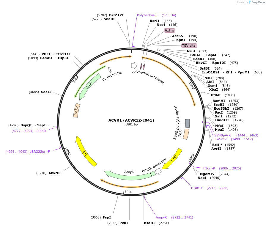 110269-plasmid-map-sequence-id-212278