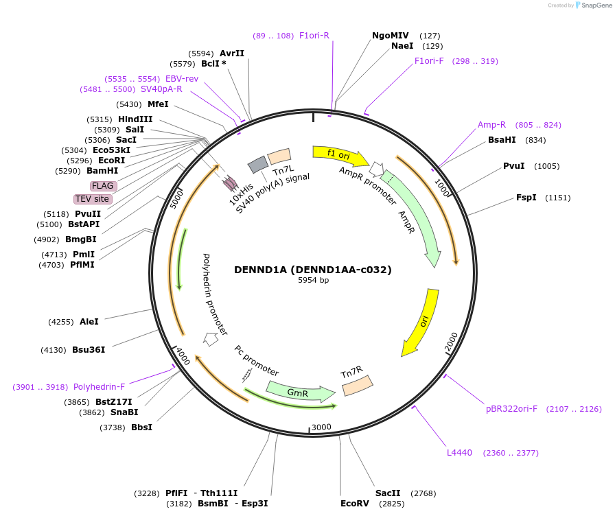 110270-plasmid-map-sequence-id-212279