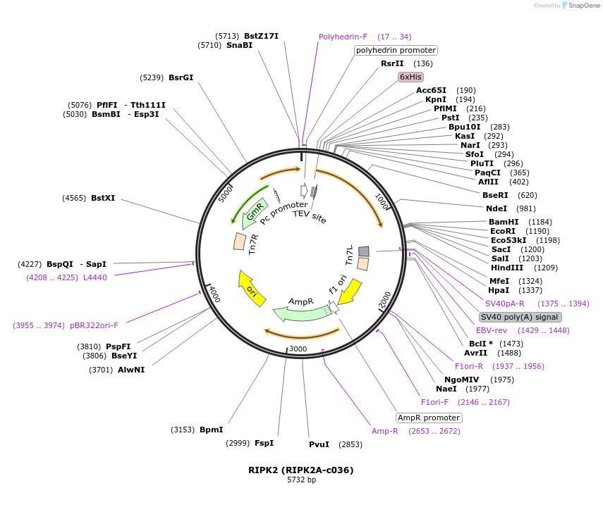 110268-plasmid-map-sequence-id-212280