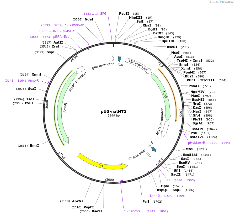 110922-plasmid-map-sequence-id-212281