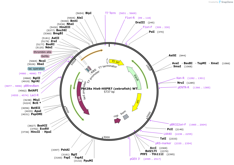 108917-plasmid-map-sequence-id-212282