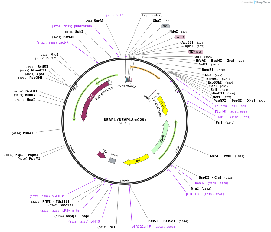 110247-plasmid-map-sequence-id-212283