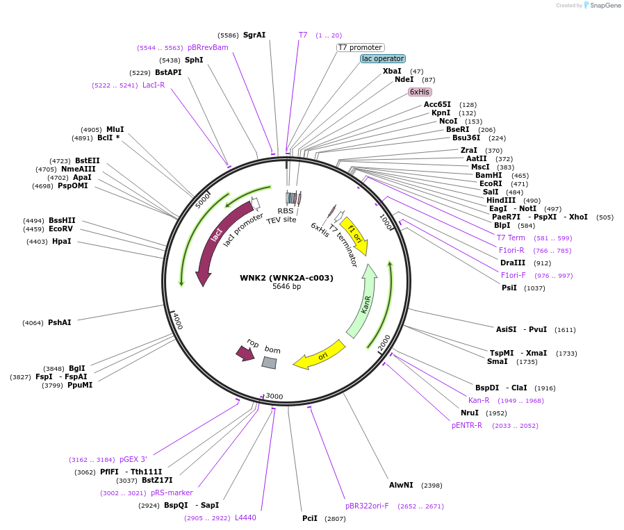 110250-plasmid-map-sequence-id-212284