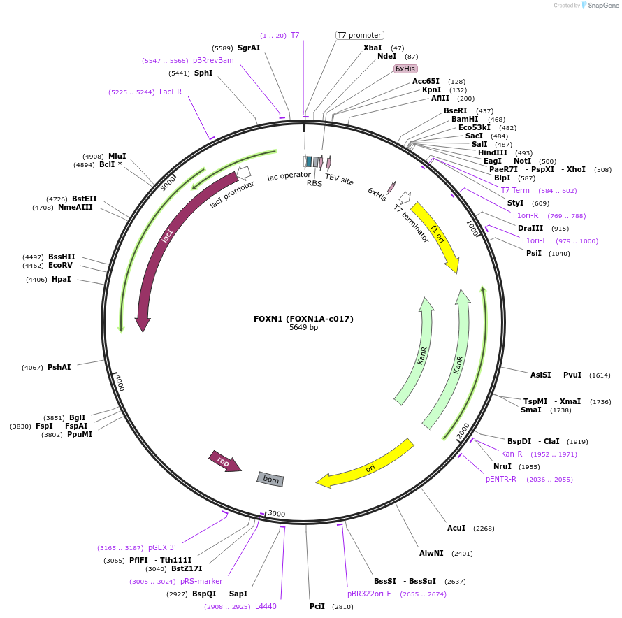 110249-plasmid-map-sequence-id-212285