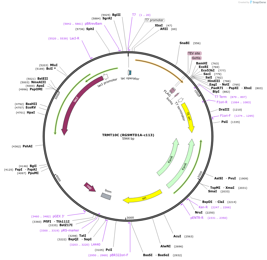 110248-plasmid-map-sequence-id-212286