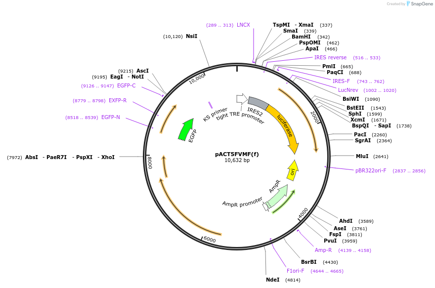 110549-plasmid-map-sequence-id-212295